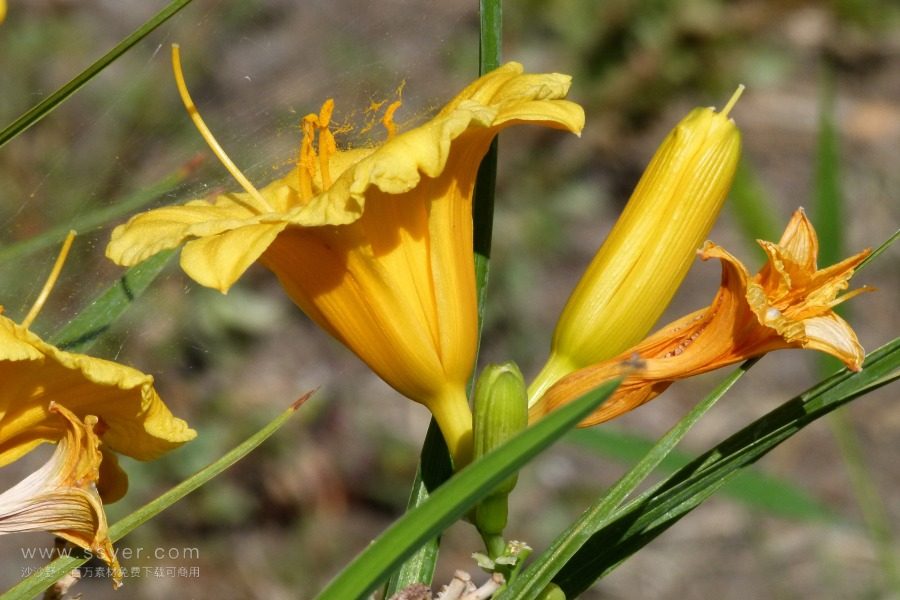 風途科技：種植黃花菜需要什么氣候條件？